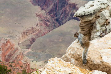 Image showing Grand Canyon Squirrel