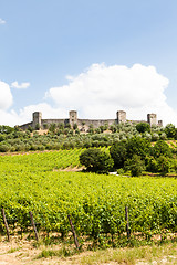 Image showing Wineyard in Tuscany