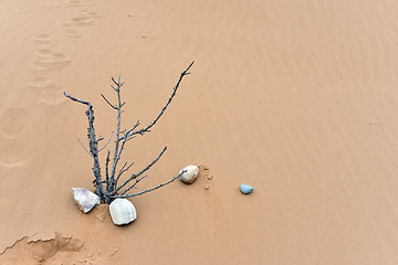 Image showing nature ikebana