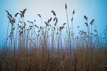 Image showing Bulrush on blue sky background