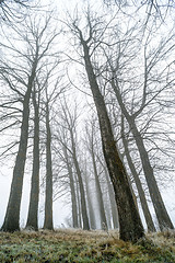 Image showing Trees in fog