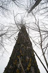 Image showing Trees in fog