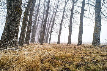 Image showing Trees in fog