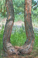 Image showing Curved trunk of a pine.