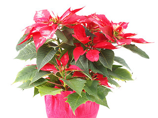 Image showing Poinsettia