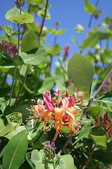 Image showing Lonicera Heckrotti