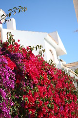 Image showing Bougainvillea on surrounding wall