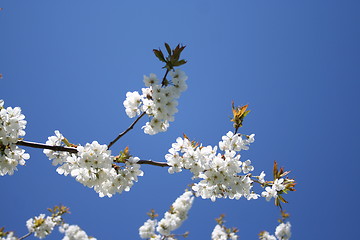 Image showing Cherry tree in blossom