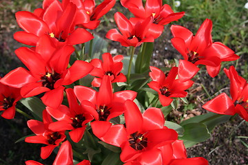 Image showing Tulips