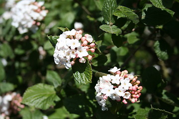 Image showing Olvon bush with flowers