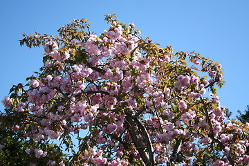 Image showing Japanese cherry tree