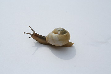 Image showing Snail