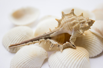 Image showing Seashells