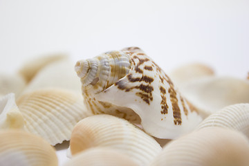 Image showing Seashells