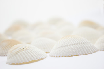 Image showing Seashells