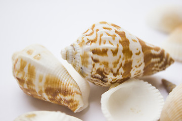 Image showing Seashells