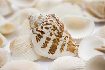 Image showing Seashells