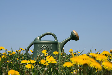 Image showing Watering-can in dandelion field