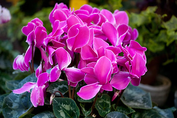 Image showing cyclamen