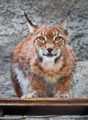 Image showing Lynx