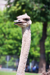 Image showing Ostrich