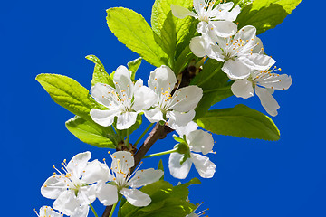 Image showing Apple flowers