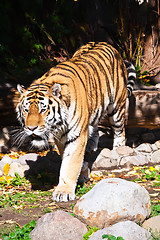 Image showing Tiger