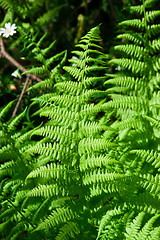 Image showing Fern