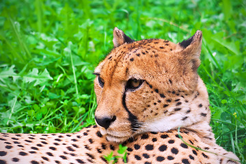 Image showing Cheetah