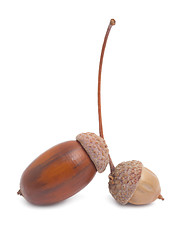 Image showing Acorn