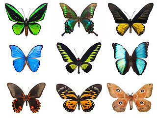 Image showing Tropical butterflies