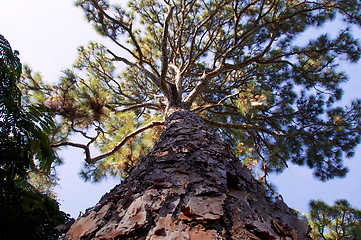 Image showing majestic pine tree