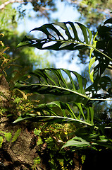 Image showing swiss cheese plant