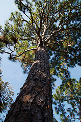 Image showing tall majestic pine tree