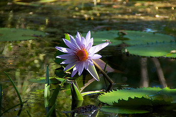 Image showing water lily with dragonfly