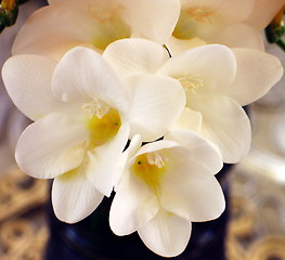 Image showing White in full blossom