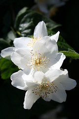 Image showing Jasmine flowers