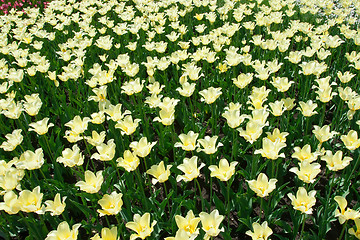 Image showing Tulip flowers