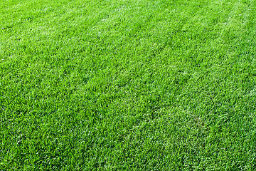 Image showing Green grass