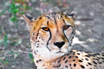 Image showing Cheetah