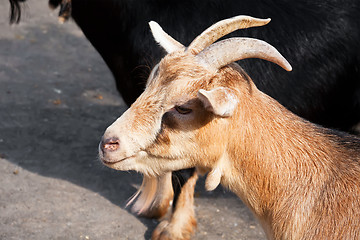 Image showing Goat