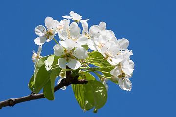 Image showing Apple flowers