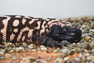 Image showing Gila monster