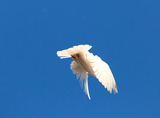 Image showing White pigeon