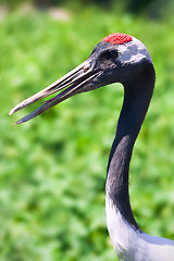 Image showing Red-crowned Crane