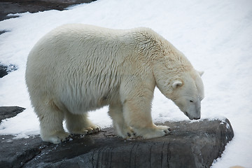 Image showing Polar bear