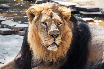 Image showing Lion