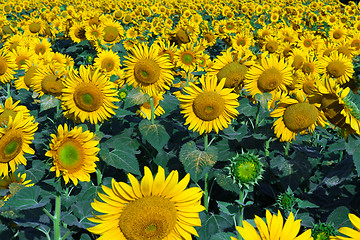 Image showing Sunflowers