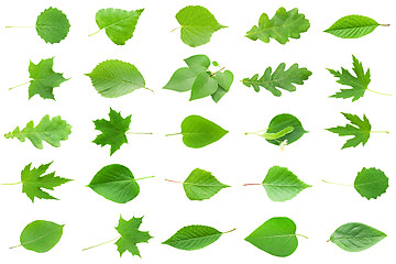 Image showing Green Leaves