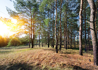 Image showing Autumn in a pine forest